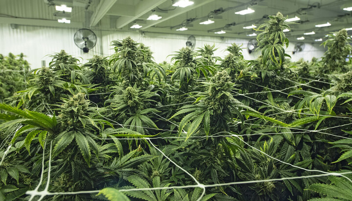 Commercial cannabis cultivation. Photo: